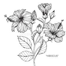 Maybe you would like to learn more about one of these? Hibiscus Flower Drawing Stock Illustrations 16 169 Hibiscus Flower Drawing Stock Illustrations Vectors Clipart Dreamstime