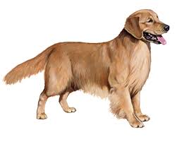 Golden Retriever Facts Wisdom Panel Dog Breeds
