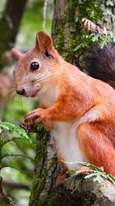 We would like to show you a description here but the site won't allow us. Adorable Squirrel In Tree Wallpaper Iphone Android Desktop Backgrounds Wildlife Wallpaper Animals Animals Wild