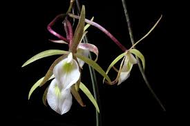 Image result for Eulophia tuberculata
