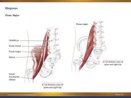 The pelvis and the pelvic floor muscles seal the abdominal and pelvic cavity in a caudal direction; Understanding Pelvic Tilt Muscles And Function