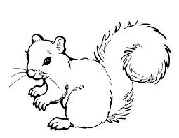 Resultado de imagen de ardilla dibujo