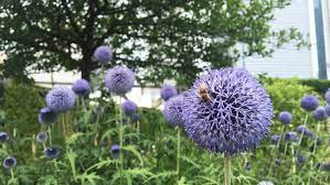 Flower beds in gardens, business campuses, and parks are great places to. Why Chicago Is Pollinating Bee Populations Greenbiz