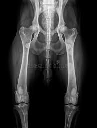 Canine pelvic limb anatomy by leonca on deviantart. Dog Hip X Ray Panosteitis Stock Photo Image Of Anatomical Health 22270782