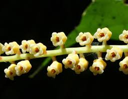 Image result for Rinorea brachypetala