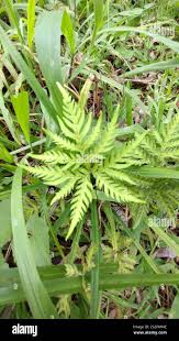 Image result for Doryopteris concolor