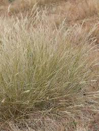 Image result for Aristida stenostachya