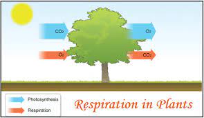 It includes all the topics given in ncert class 11 biology text book. Cbse Class 11 Respiration In Plants Ncert Solutions