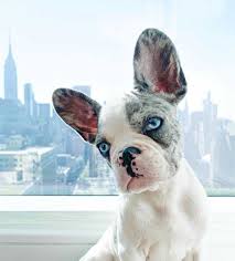Blue Merle French Bulldog Everything You Wanted To Know Ethical Frenchie