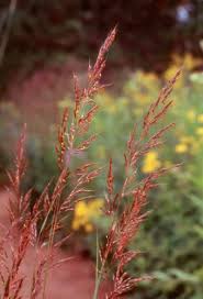 Image result for Sorghastrum