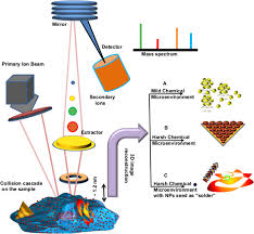 Even had the body scanner show the small ziplock with some. Tof Sims 3d Imaging Unveils Important Insights On The Cellular Microenvironment During Biomineralization Of Gold Nanostructures Scientific Reports