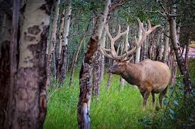 Top 5 Estes Park Wildlife Watching Spots | Mountain Village at Lake Estes
