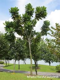 Image result for Barringtonia asiatica