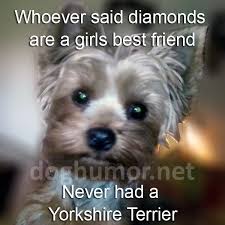 From the funny to the inspirational, here's 100 of the best dog inspired quotes. Whoever Said Diamonds Are A Girls Best Friend Dog Humor