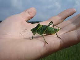 They have six jointed legs, two pairs of wings and two antennae. Page 101 Royalty Free Human Animal Photos Free Download Pxfuel