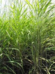Image result for Andropogon gayanus