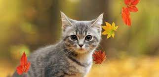 This Live Wallpaper Is Shared To You Via Zedge Cute Cats And Dogs Cute Animals Animals