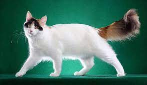 1 人民币 = 1.3154 土耳其里拉. åœŸè€³å…¶æ¢µçŒ« çŒ«å'ª ä¼˜å® ç½'ç§»åŠ¨ç‰ˆ