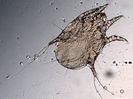 Image result for what do otodectes cynotis look like in dog fur