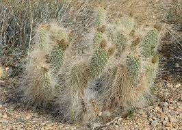 Folge deiner leidenschaft bei ebay! 12 Little Known Hairy Cactus Types Succulent Alley
