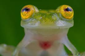 Image result for glass frog