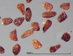 Image result for Striga hallaei