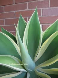 Tall (300 cm), that reflexes back towards the ground before arching up again, resembling a fox tail. Plantfiles Pictures Foxtail Agave Dragon Tree Agave Spineless Agave Ray Of Light Agave Attenuata 1 By Kell