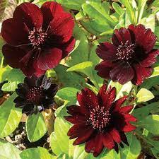 Cosmos Atrosanguineus Seeds Chocolate Cosmos Black Bidens Flower Seeds Chocolate Cosmos Red Petals