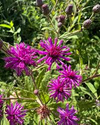 Image result for Vernonia muelleri