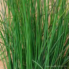 Image result for Juncus exsertus