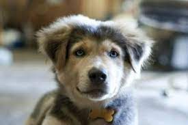 9 Facts About The Golden Retriever Husky Mix Aka Goberian Animalso