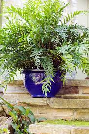 Evoke the feeling of an island paradise with a container bursting with spotted elephant's ear (c. Best Pot Plants For Sun And Shade Burke S Backyard