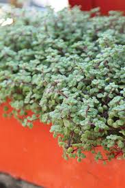 Image result for Crassula expansa