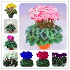 We did not find results for: 100pcs Poinsettia Bonsai Plants Perennial Indoor Flowering Potted Foliage Plants Red Euphorbia Pulcherrima Flower Garden Pants Buy At The Price Of 0 35 In Aliexpress Com Imall Com