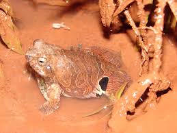 Image result for Raphidiocystis jeffreyana