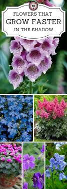 And unlike most plants, these flowers thrive in some shade. Top 10 Beautiful Shade Loving Flowers Shade Loving Flowers Shade Garden Plants Shade Plants