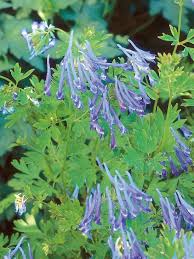 Find campanula at white flower farm. Shade Loving Container Plants Shade Plants Short Plants Shade Flowers