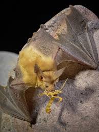 9 Of The Coolest Bat Species In The United States U S