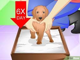 However, you should also know when and how to punish your dog appropriately; 3 Ways To Discipline A New Puppy Wikihow