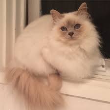 #fluffy marshmallows #you're pretty cool btw #i swear to god if the fluffy marshmallow tag is really active #fluffy marshmallow #just in case. My Marshmallow Cat Sitting On The Bathroom Window Ledge Imgur