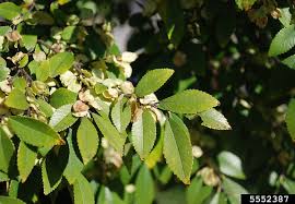 Image result for Ulmus parvifolia