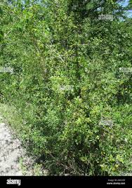 Image result for Pavetta zeyheri