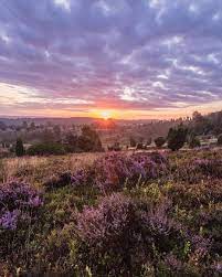 Germany Tourism On Instagram Luneburg Heath Is A Natural Landscape Like No Other In Central Europe When The Heather Bush Landscape Tourism Natural Landmarks