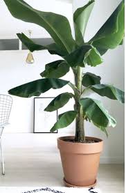 Pin By Marijn Hulshof On Adobe Garden In 2020 Tropical House Plants Plants Indoor Plants