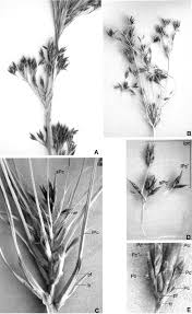 Image result for Rhynchospora corymbosa