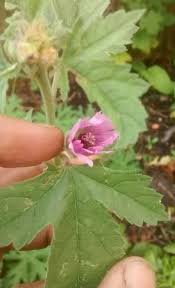 Image result for Monothecium