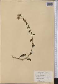 Image result for Pseudoconyza viscosa