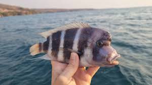 Image result for Tetradenia tanganyikae