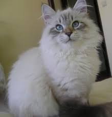 These are gorgeous, large and impressive cats with full. Gatto Siberiano Neva Masquerade Siberian Cat Beautiful Cats Cute Cats And Kittens