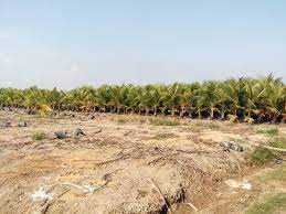 Kelapa matag adalah jenis kacukan kelapa tempatan malaya rendah (malayan dwarf) dengan tagnanan tinggi dari filipina. Cara Penanaman Kelapa Matag Marisya Delima Enterprise